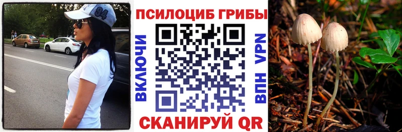 дарк нет официальный сайт Гай Псилоцибиновые грибы мицелий