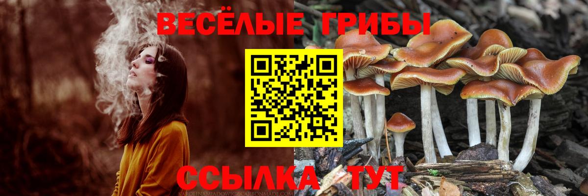 Псилоцибиновые грибы мицелий Гай